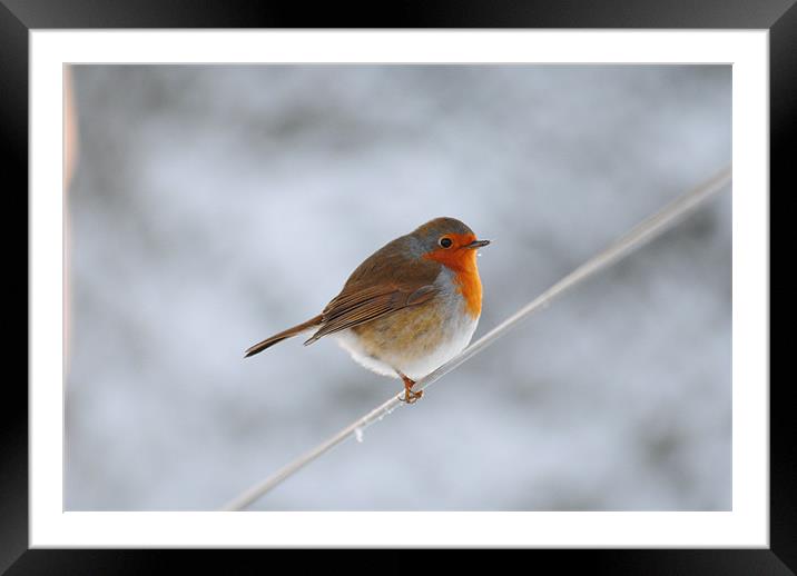 Red Robin Framed Mounted Print by Mike Corrigan