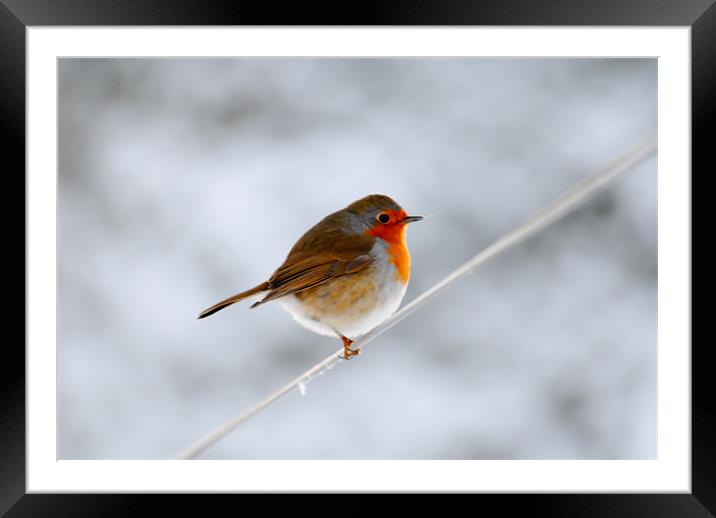 Robin on a wire Framed Mounted Print by Mike Corrigan