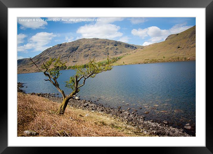Lonely tree in Wastwater Framed Mounted Print by Mohit Joshi
