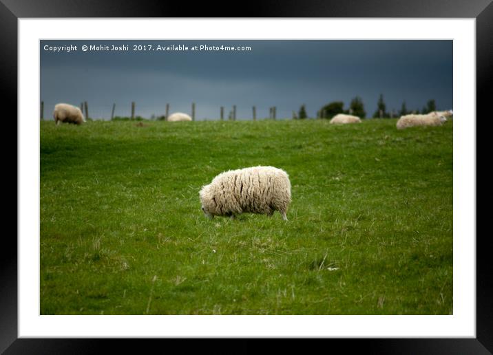 Sheep in a farm in Caringorms Framed Mounted Print by Mohit Joshi
