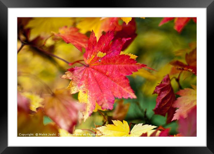 Maple Leaf Framed Mounted Print by Mohit Joshi