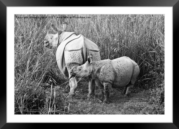 Indian One Horn Rhino Framed Mounted Print by Mohit Joshi