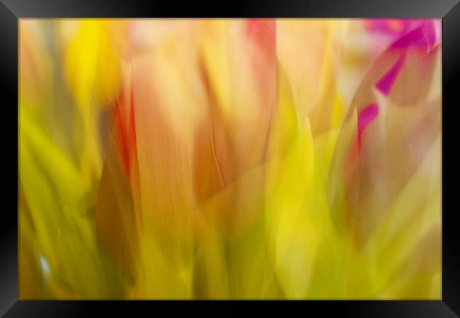 Red and Pink tulips Abstract Framed Print by Mohit Joshi