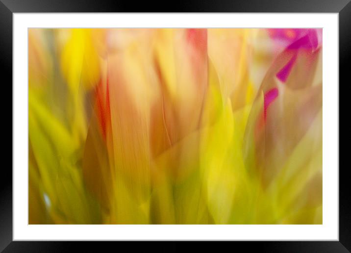 Red and Pink tulips Abstract Framed Mounted Print by Mohit Joshi