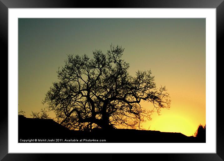 The lonely tree Framed Mounted Print by Mohit Joshi