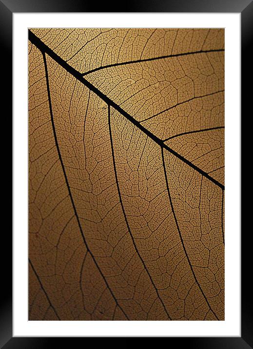 The Veins Of Leaf Framed Mounted Print by David Watts