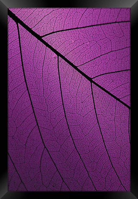Veins Of Leaf Purple Framed Print by David Watts