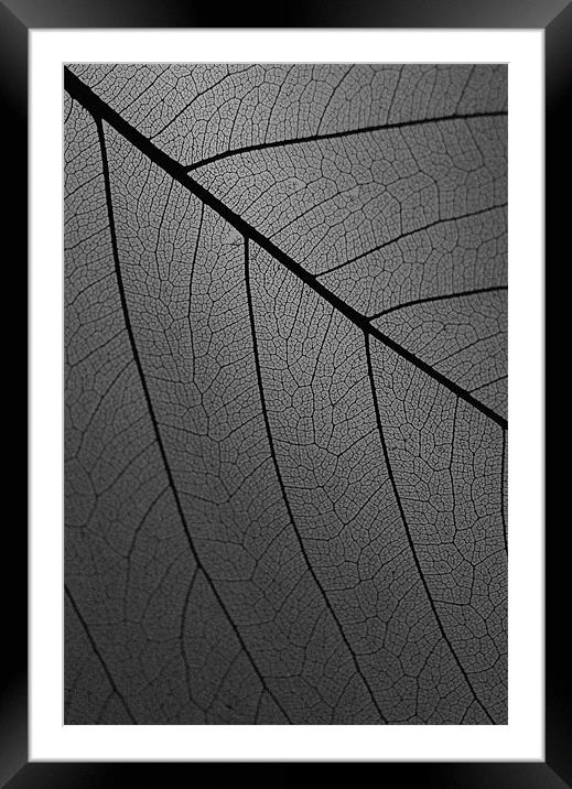 Veins Of Leaf Charcoal Framed Mounted Print by David Watts