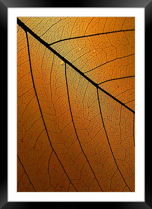 Veins Of Leaf Auburn Framed Mounted Print by David Watts