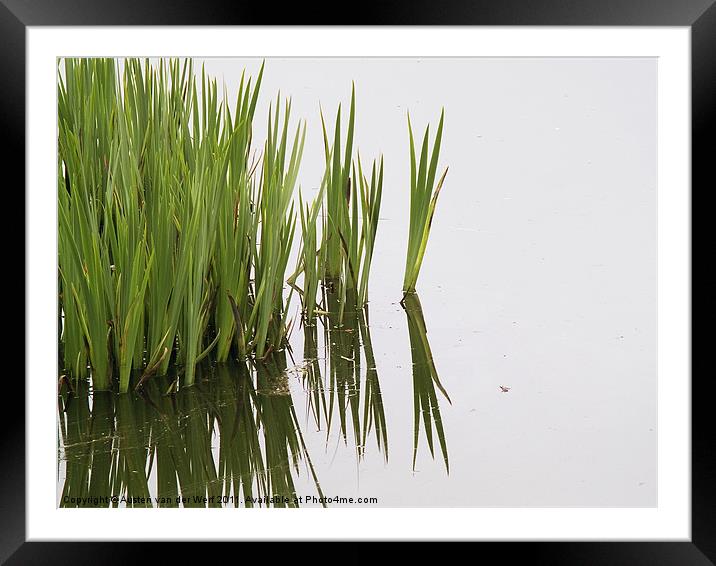 Reeds in pond Framed Mounted Print by Austen van der Werf