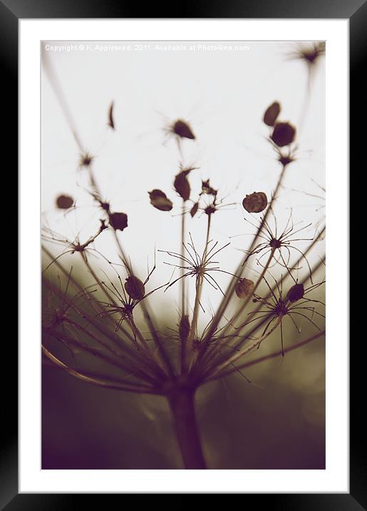 Hog weed Seed Head Framed Mounted Print by K. Appleseed.