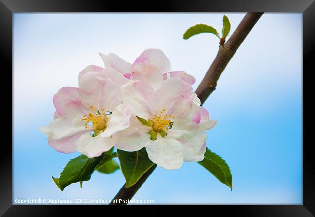 Apple Blossom in Summertime. Framed Print by K. Appleseed.