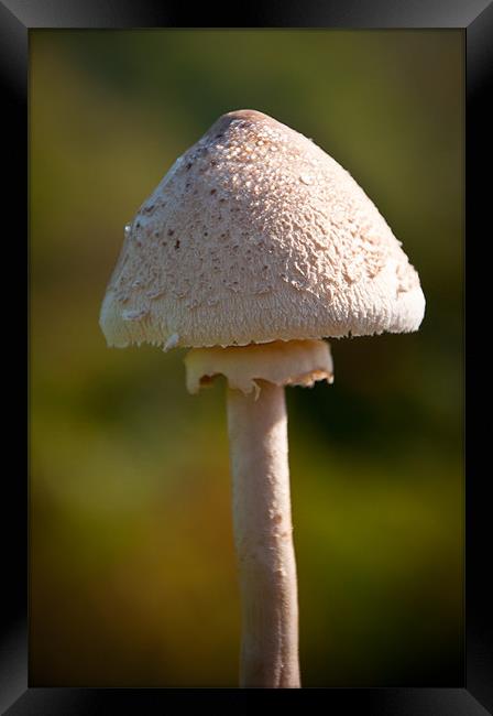 Field Mushroom Framed Print by K. Appleseed.