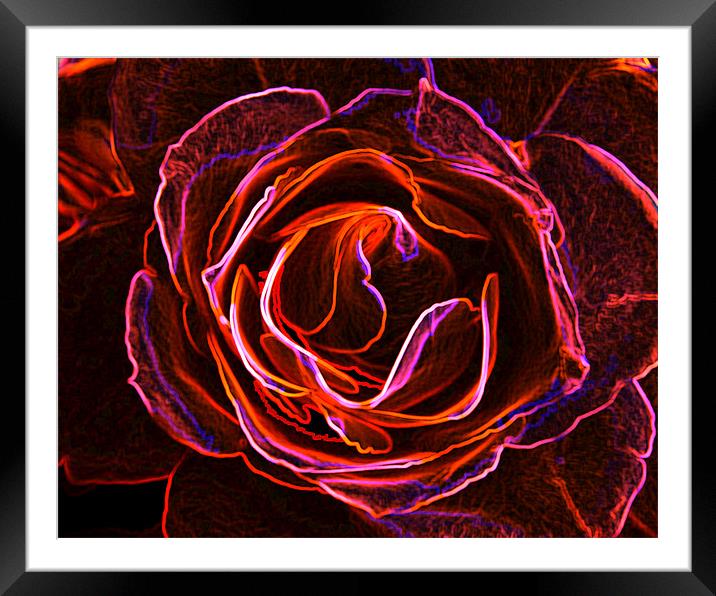 Rosy Glow. Framed Mounted Print by K. Appleseed.
