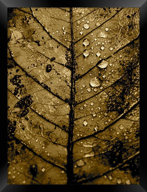 Leaf Framed Print by K. Appleseed.