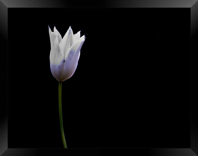 Tulip. Framed Print by K. Appleseed.