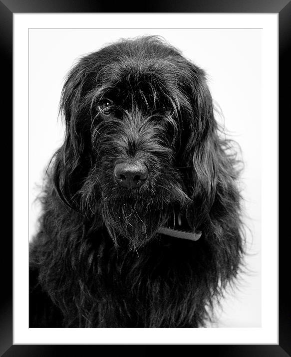 F1 black mini Labradoodle Framed Mounted Print by K. Appleseed.