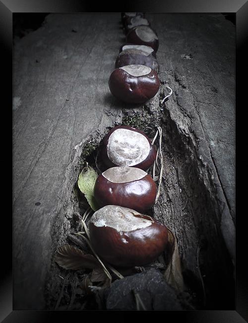 Horse chestnut seeds, Conkers, Framed Print by K. Appleseed.