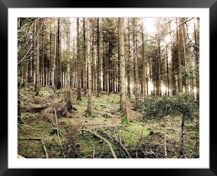 Haldon Forest, The Green Woods Framed Mounted Print by K. Appleseed.