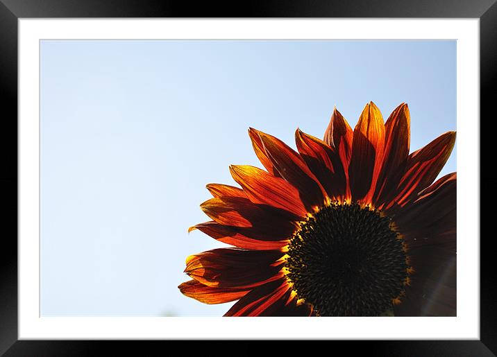 Red Sunflower Framed Mounted Print by K. Appleseed.