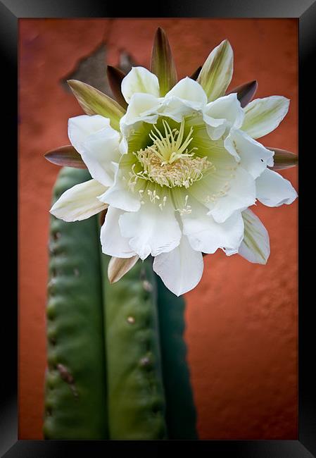 San Pedro Cactus Flower Framed Print by K. Appleseed.