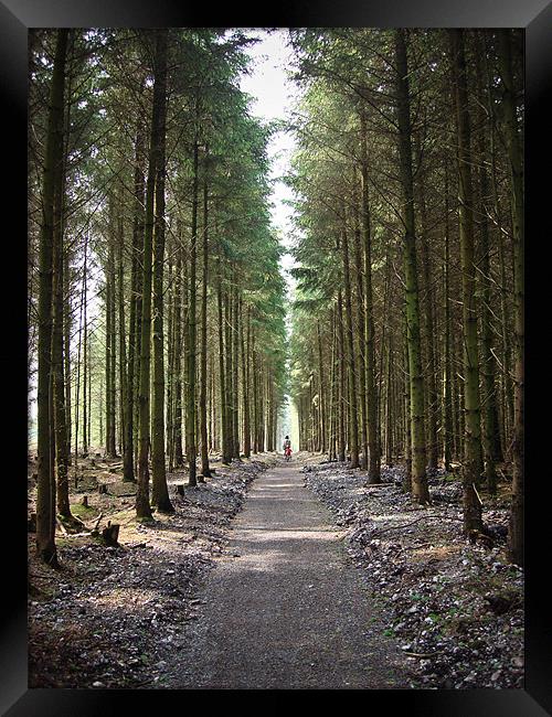 Haldon Forest, The famly trail..... Framed Print by K. Appleseed.
