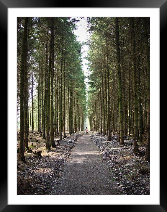Haldon Forest, The famly trail..... Framed Mounted Print by K. Appleseed.
