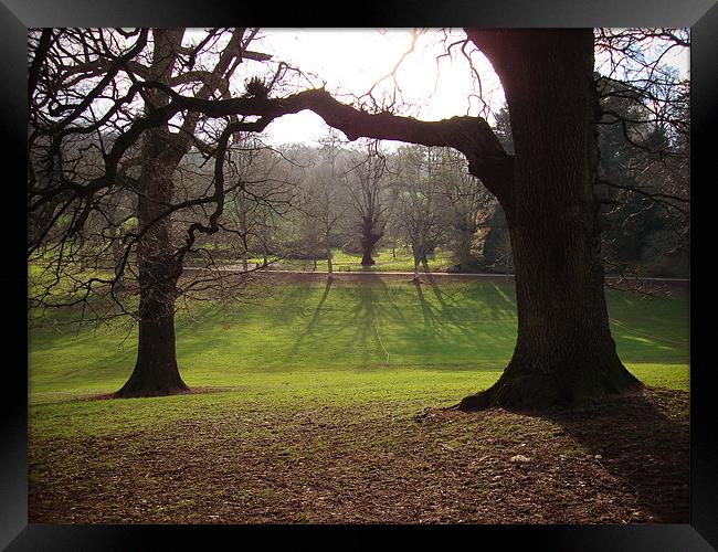 Cockington Park Trees and shadows Framed Print by K. Appleseed.
