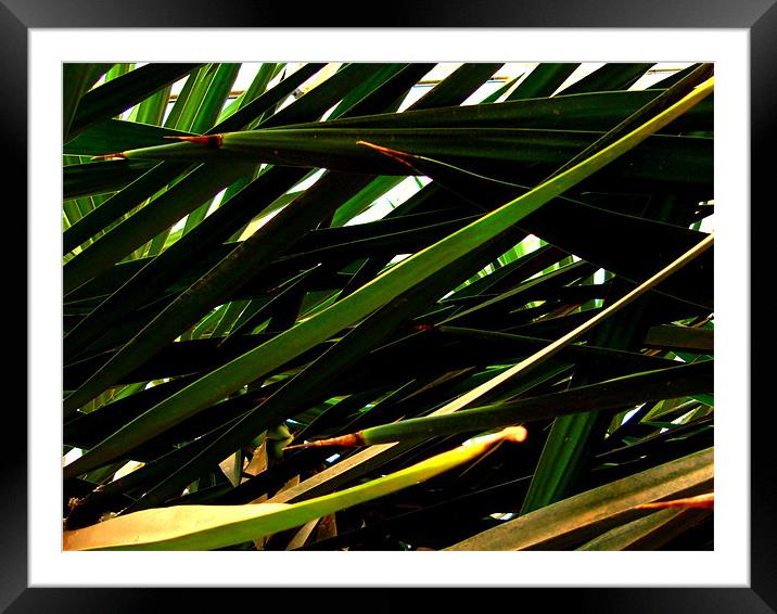 Palm Leaves Torre Abbey Framed Mounted Print by K. Appleseed.