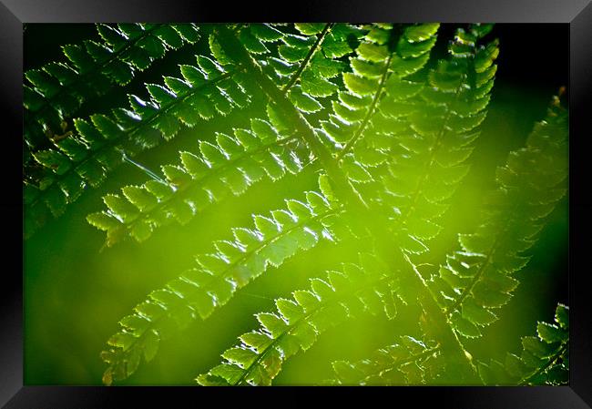 Fern abstract Framed Print by K. Appleseed.