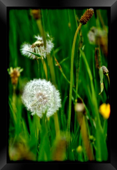 Dandelions In Grass Framed Print by K. Appleseed.