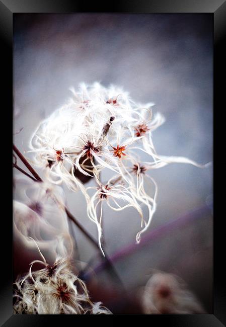 Cotton Grass on the Beach Framed Print by K. Appleseed.