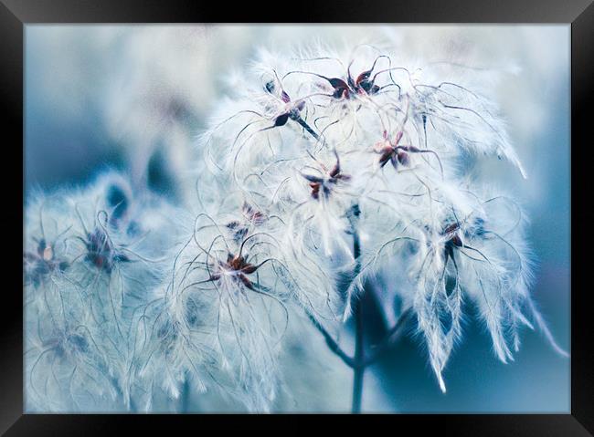 Cotton Grass Seedheads Framed Print by K. Appleseed.