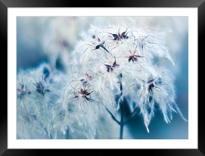Cotton Grass Seedheads Framed Mounted Print by K. Appleseed.