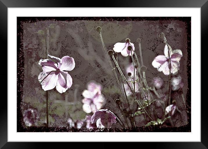 Pink flowers textured, Cockington Court. Framed Mounted Print by K. Appleseed.