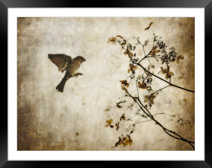 Dead Flowers and Bird Framed Mounted Print by K. Appleseed.