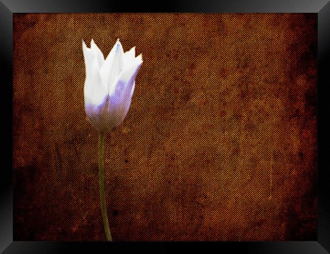 White Tulip on Hessian texture... Framed Print by K. Appleseed.
