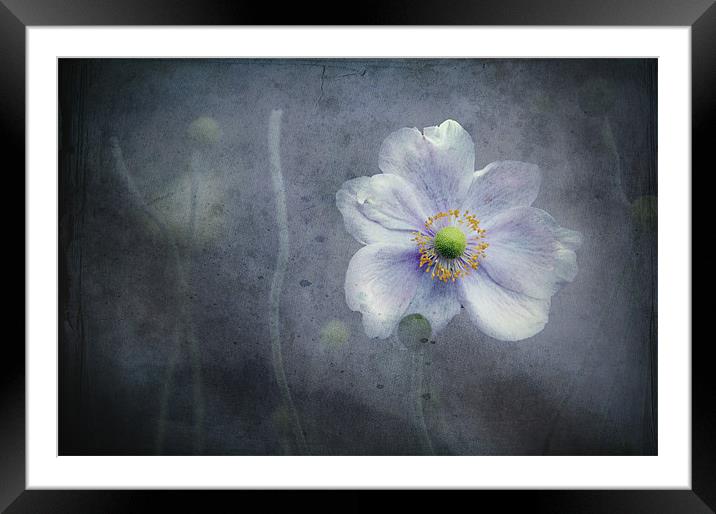 The last flower of Summer, pink Anemone Japonica Framed Mounted Print by K. Appleseed.