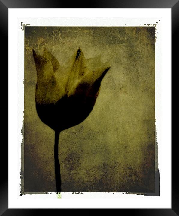 Black Tulip Framed Mounted Print by K. Appleseed.