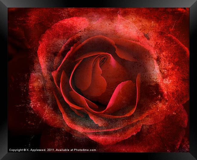 Red Rose of passion for valentines day Framed Print by K. Appleseed.
