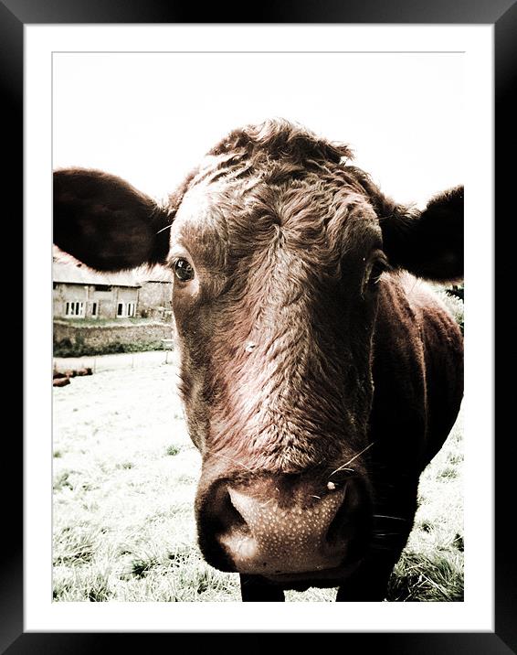 Moo Cow With big Sad eyes. Framed Mounted Print by K. Appleseed.