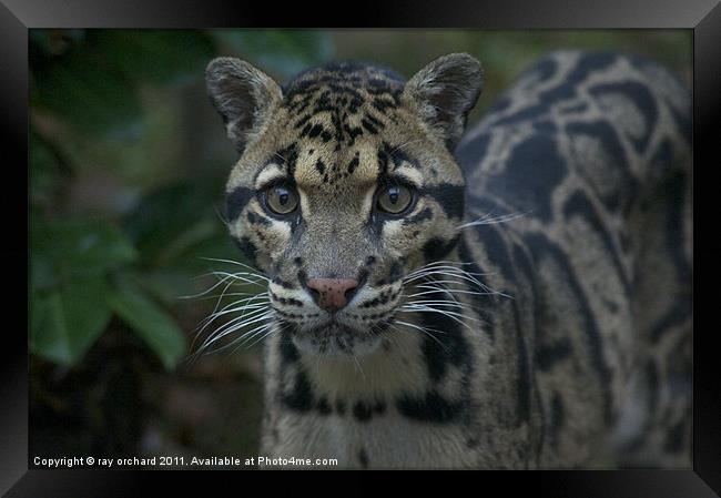 ben the clouded leopard Framed Print by ray orchard