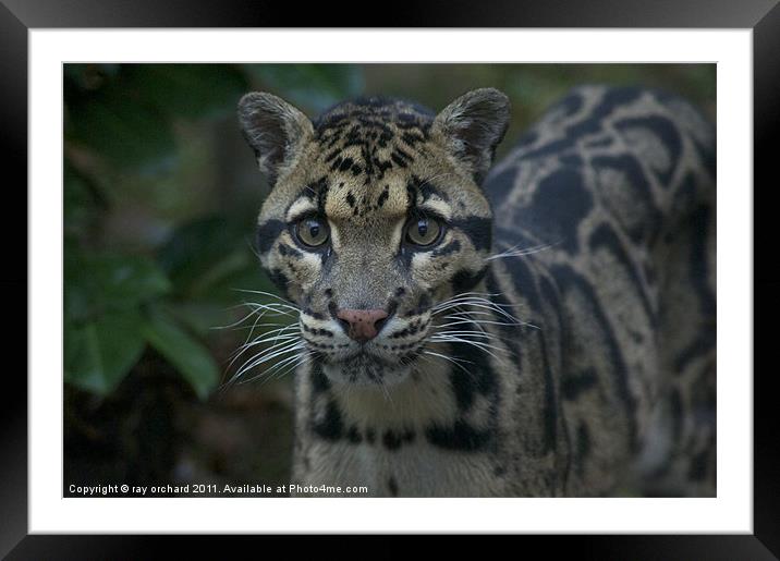 ben the clouded leopard Framed Mounted Print by ray orchard