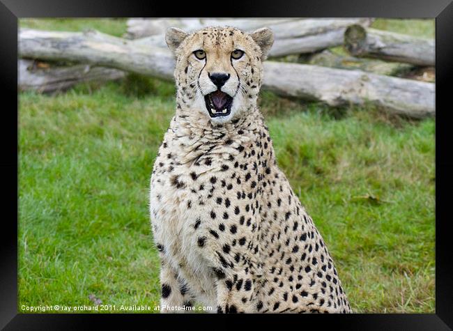murphy the cheetah Framed Print by ray orchard