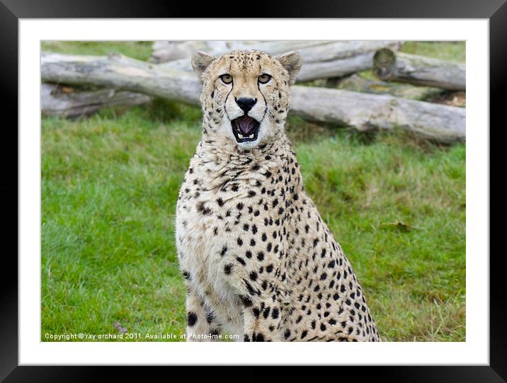 murphy the cheetah Framed Mounted Print by ray orchard