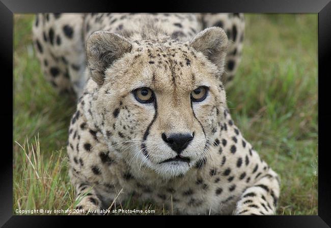 murphy the leopard Framed Print by ray orchard