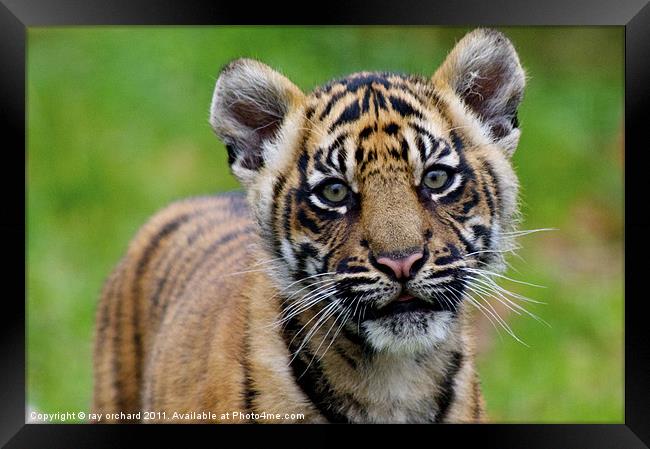 sumatran tiger cub Framed Print by ray orchard