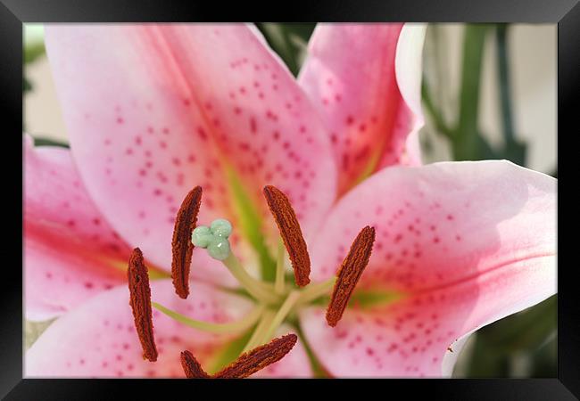Pink Lilly Macro Framed Print by Phil Hall