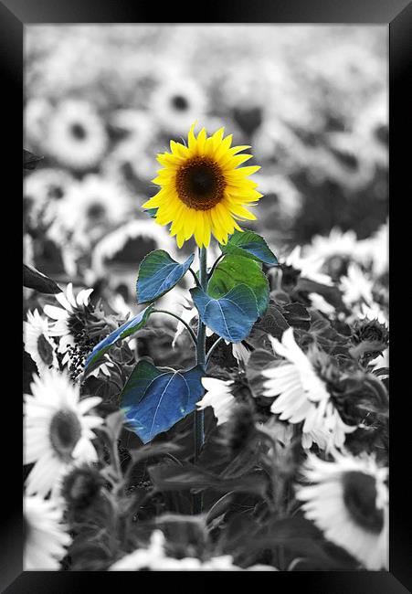 Sunflower Framed Print by Tony Bates