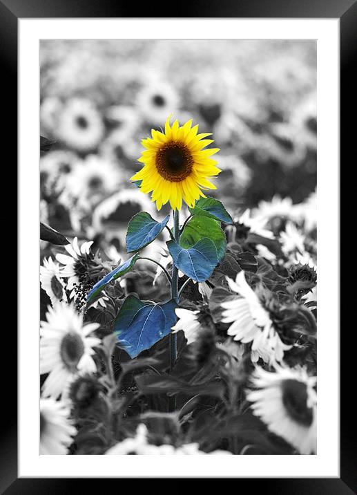 Sunflower Framed Mounted Print by Tony Bates